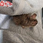 Degu Piv