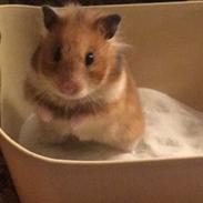 Hamster Luna