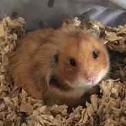 Hamster Luna