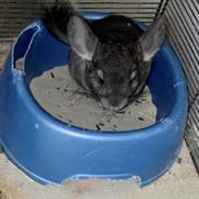 Chinchilla Kjær's Cutie Pie