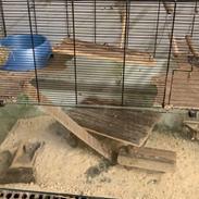 Chinchilla Kjær's Cutie Pie