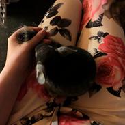 Chinchilla Kjær's Cutie Pie