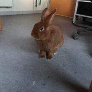 Kanin Den Røde Baron
