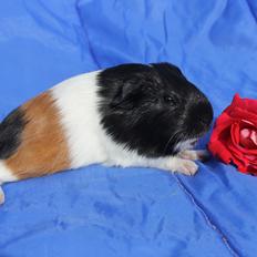 Marsvin Koreskas ESTEBAN