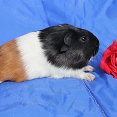 Marsvin Koreskas ESTEBAN