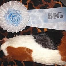 Marsvin DKCH Koreskas HERLUF