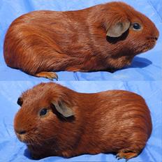 Marsvin Niffers MAESTRO