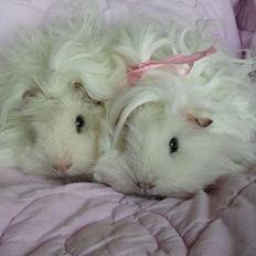 Marsvin Lillhagas Zanja