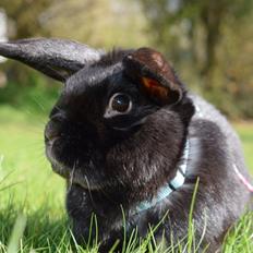 Kanin Pilens Kaikias