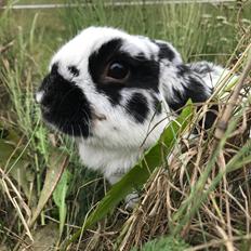 Kanin Hønsehuset's No Fear