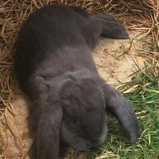 Kanin (Himmel kanin) Kóngur Navajo