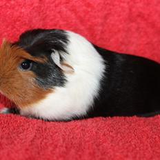 Marsvin Koreskas ØIDIS