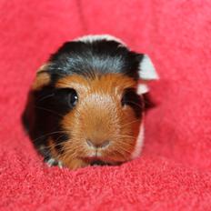 Marsvin Koreskas ØIDIS