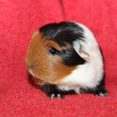 Marsvin Koreskas ØIDIS