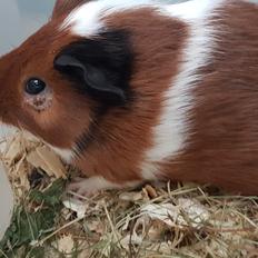 Marsvin BlueBells KAMILLE