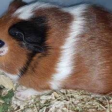 Marsvin BlueBells KAMILLE