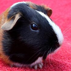 Marsvin Muffes 3-OANNA