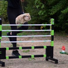 Kanin Funnys Naruto Uzumiaki