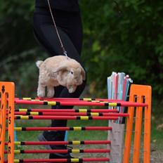 Kanin Funnys Naruto Uzumiaki