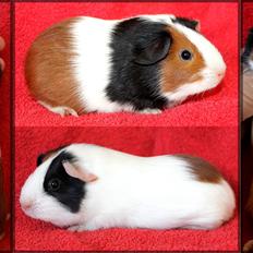 Marsvin Koreskas ABBY