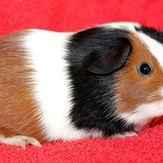 Marsvin Koreskas ABBY