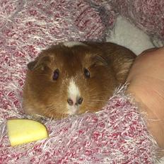 Marsvin Buchvald's Bailey