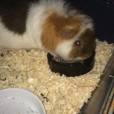 Marsvin Teddy
