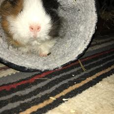 Marsvin Frodana's Victoria