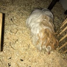 Marsvin Frodana's Victoria