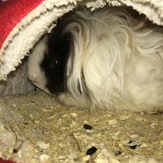 Marsvin Frodana's Victoria