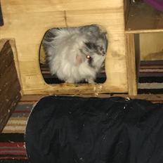 Marsvin Ribergaard's Emma