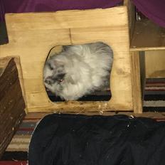 Marsvin Ribergaard's Emma