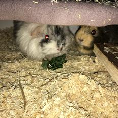 Marsvin Ribergaard's Emma