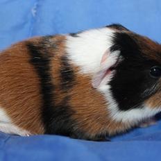 Marsvin Koreskas FABRIAN