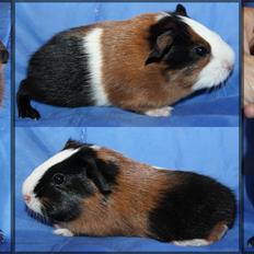 Marsvin Koreskas FALCON