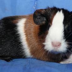 Marsvin Koreskas FALCON