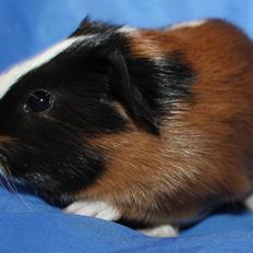 Marsvin Koreskas FALCON