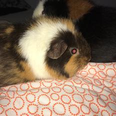 Marsvin Dooleys von der Glücksschweinchen aus Oberbüssau