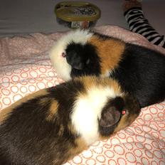 Marsvin Dooleys von der Glücksschweinchen aus Oberbüssau