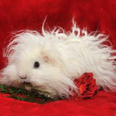 Marsvin Lillhagas Zanja