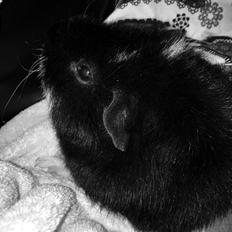 Marsvin Cleo Arthur Ferdinand