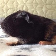 Marsvin Solstråle,s lulu