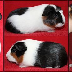 Marsvin Koreskas ELIZA