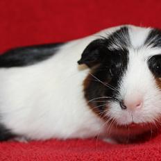 Marsvin Koreskas ELIZA