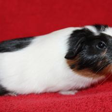 Marsvin Koreskas ELIZA