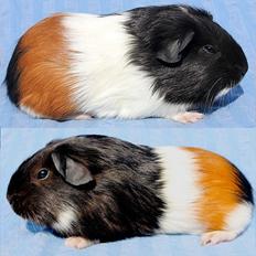 Marsvin Koreskas ESTEBAN