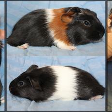 Marsvin Koreskas ATRÉYU