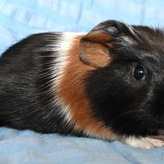 Marsvin Koreskas ATRÉYU