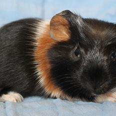 Marsvin Koreskas ATRÉYU