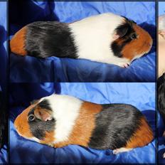 Marsvin HERLUF H8 Dell'Orto